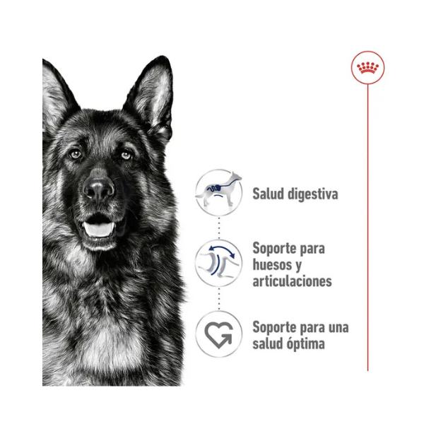 ROYAL CANIN MAXI ADULT
