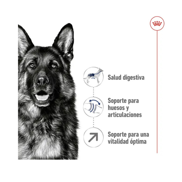 ROYAL CANIN MAXI ADULT +5 AÑOS
