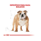 ROYAL CANIN BULLDOG ADULT