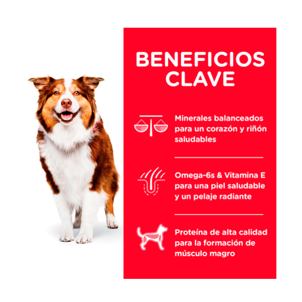 HILLS ADULTO 7+
