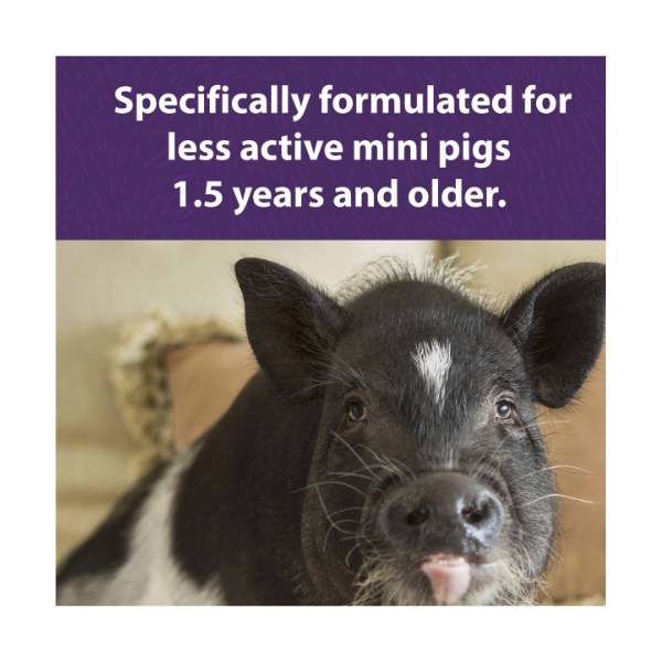 MAZURI MINI PIG  ELDER