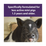 MAZURI MINI PIG  ELDER