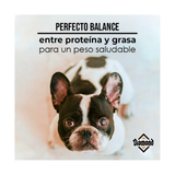 DIAMOND MAINTENANCE CANINO