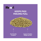 MAZURI MINI PIG  ELDER