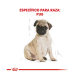 ROYAL CANIN PUG PUPPY