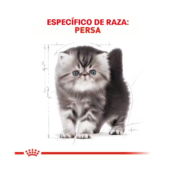 ROYAL CANIN PERSIAN KITTEN