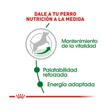 ROYAL CANIN MINI MATURE +8 AÑOS