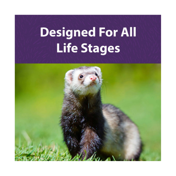 MAZURI FERRET DIET