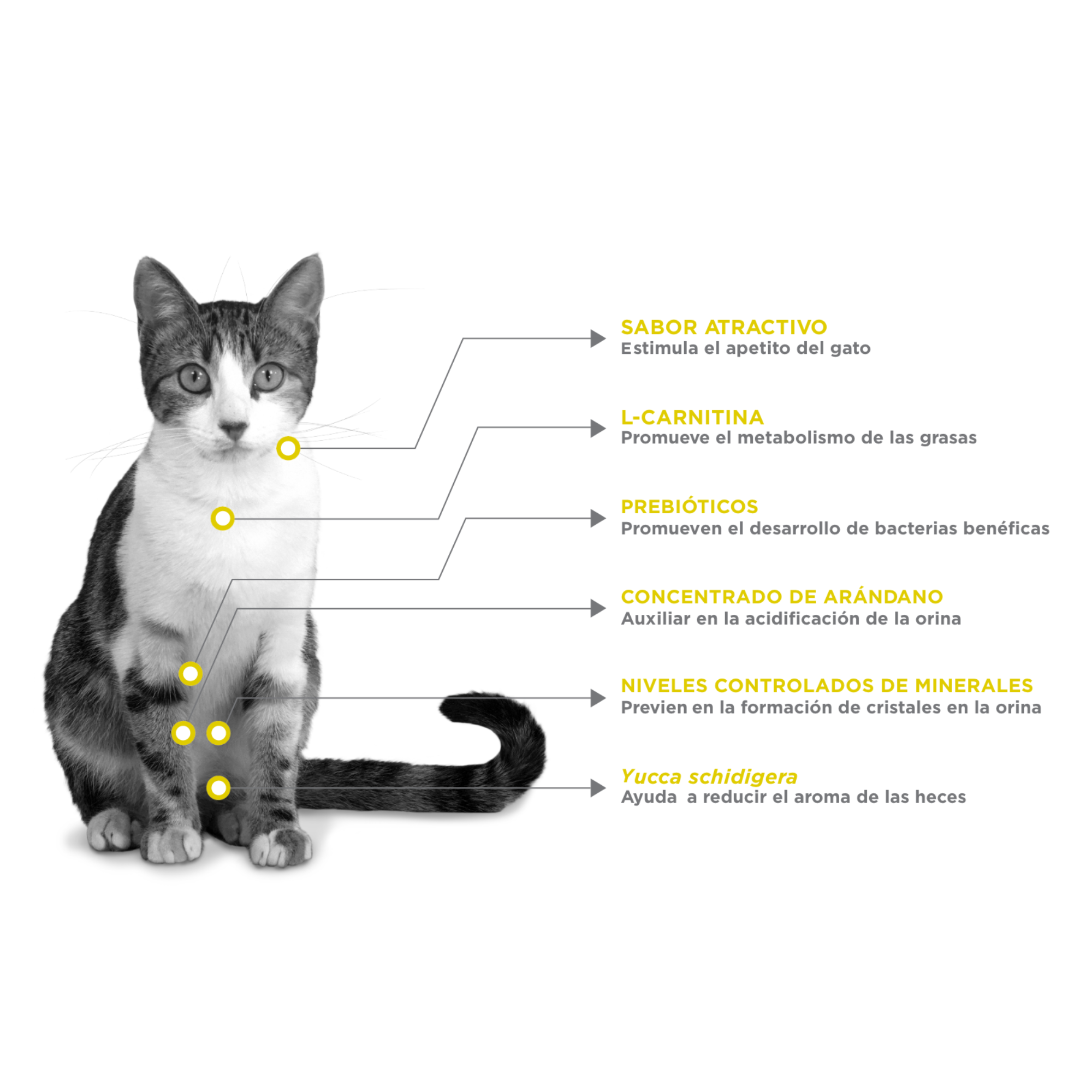 NUPEC FELINO URINARY